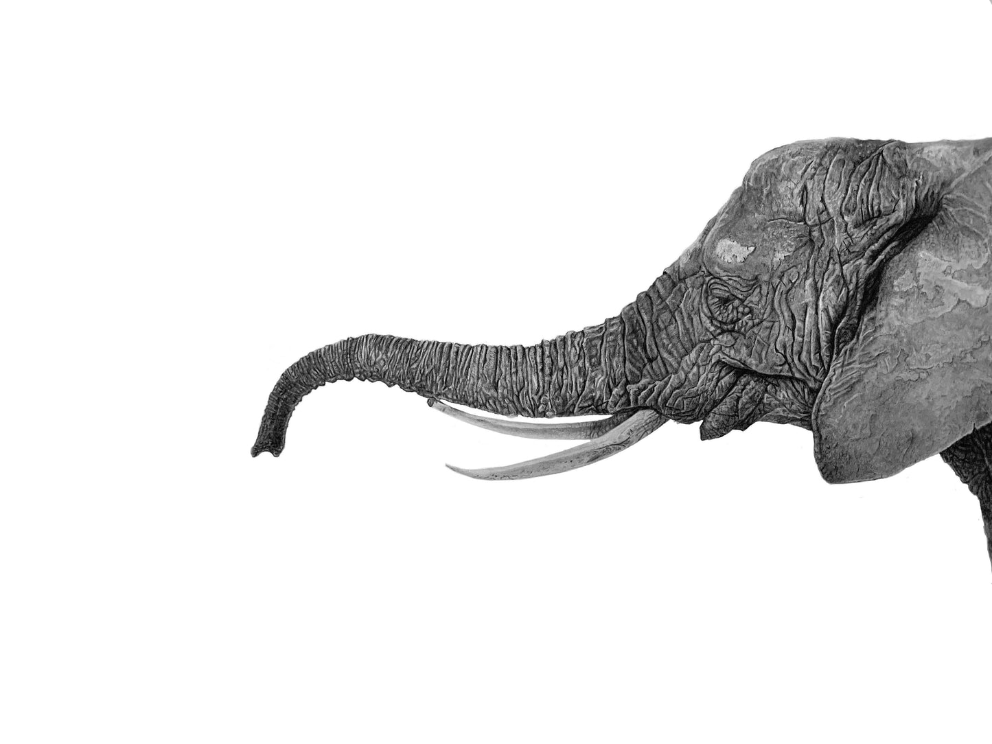 elephant print from an original drawing