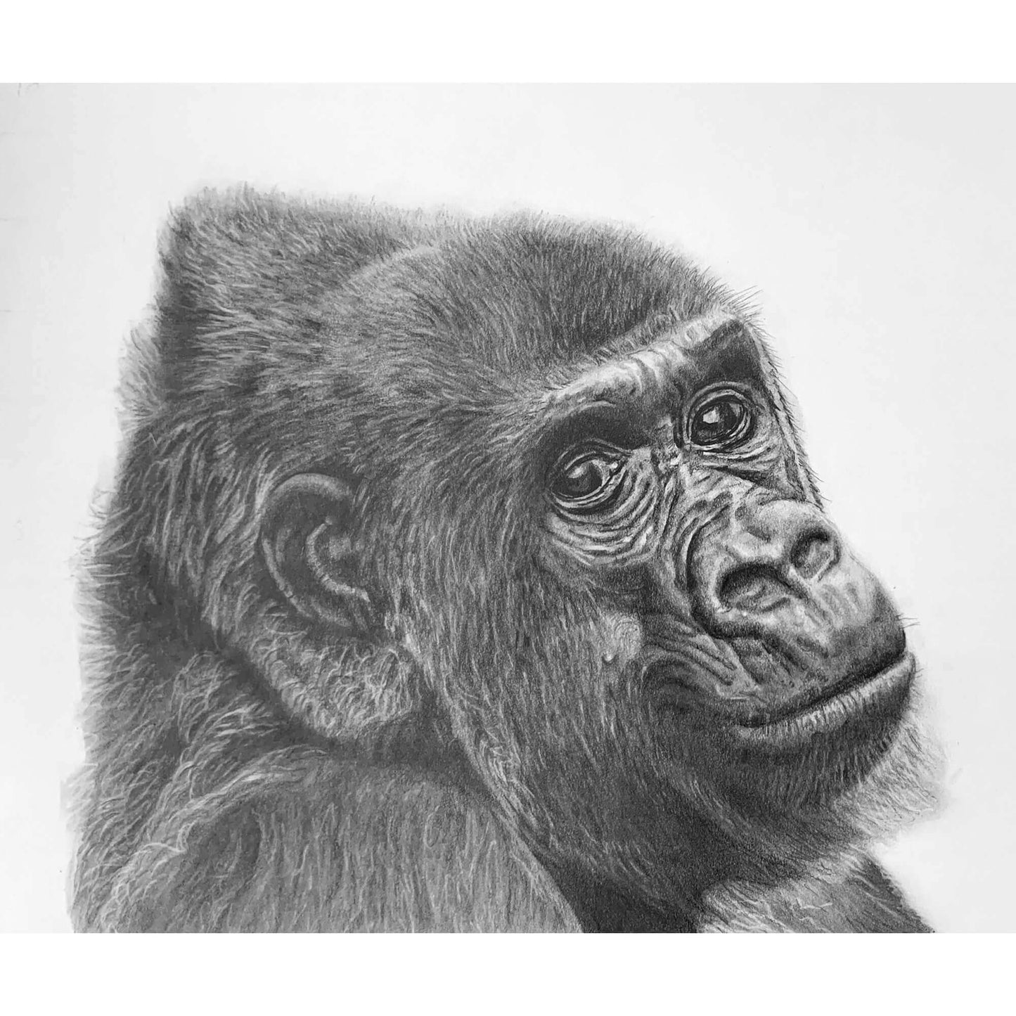 Gorilla Print - from an original drawing by Simon Knight