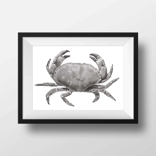 Crab print from a drawing in a frame