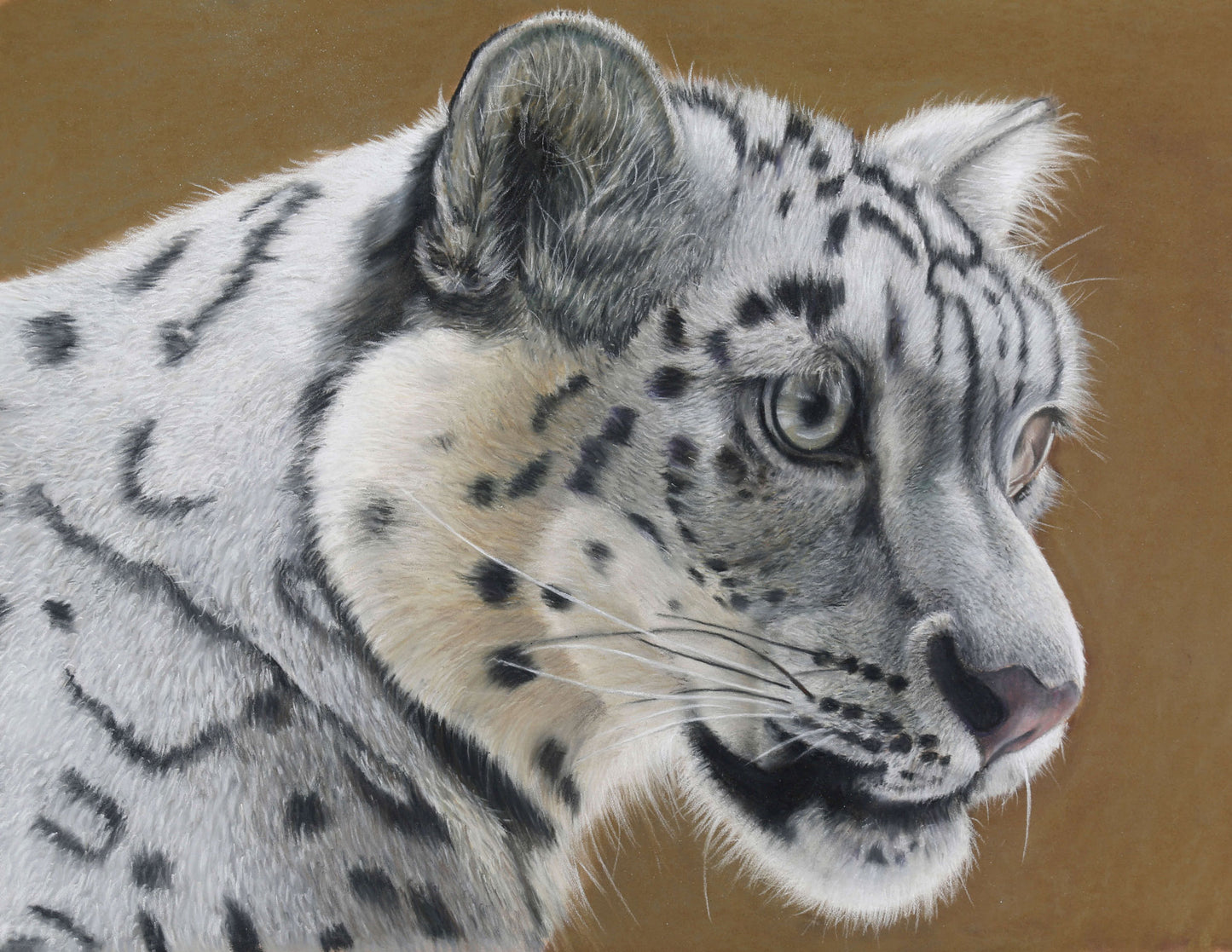 Pastel drawing by Simon Knight, Close-up of a snow leopard's face on a brown background