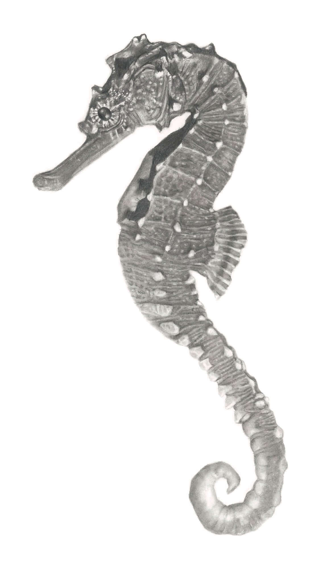 Seahorse art print