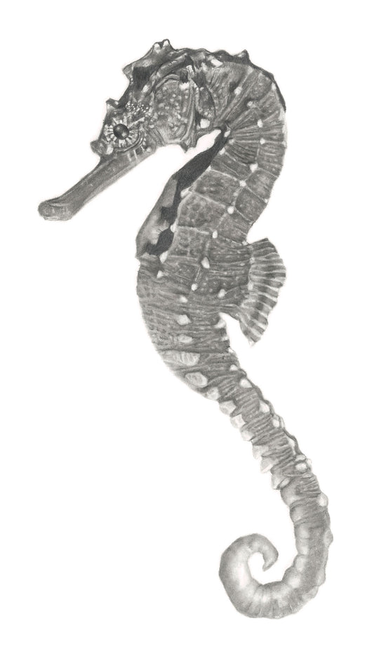 Seahorse open edition print