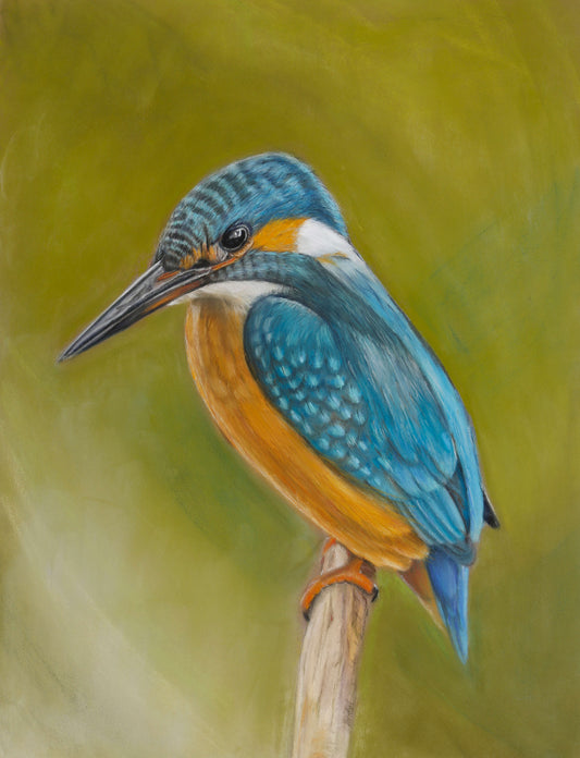 Kingfisher - Open Edition Print