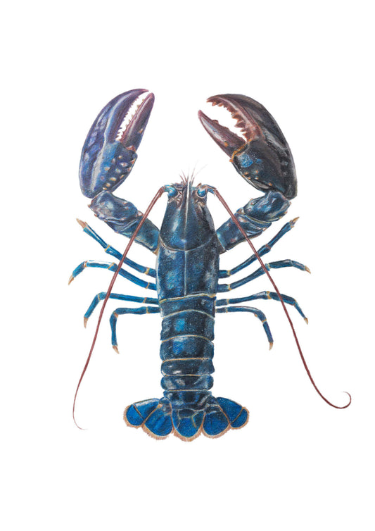 Lobster print