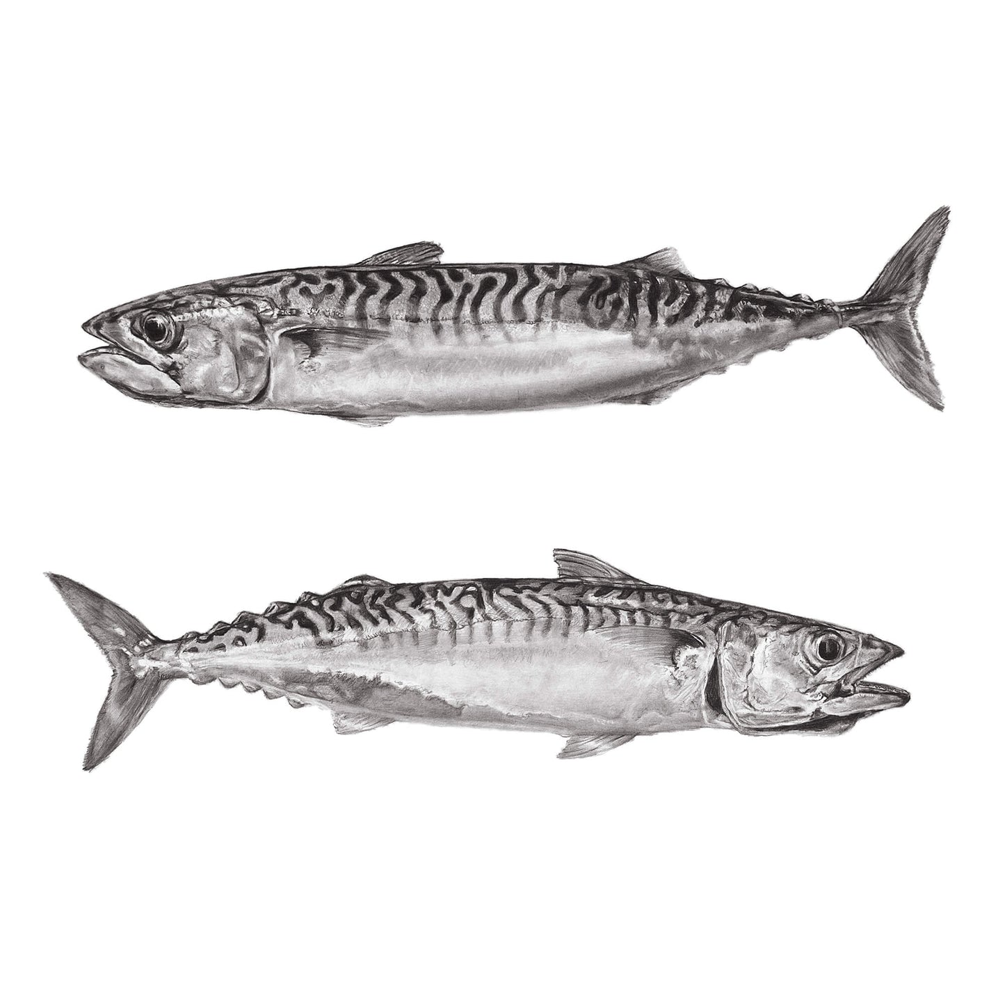 Mackerel print