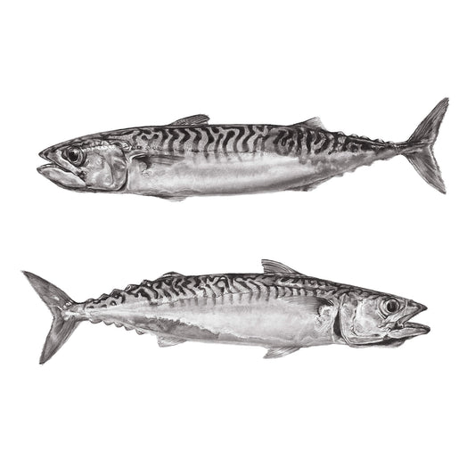Mackerel open edition print