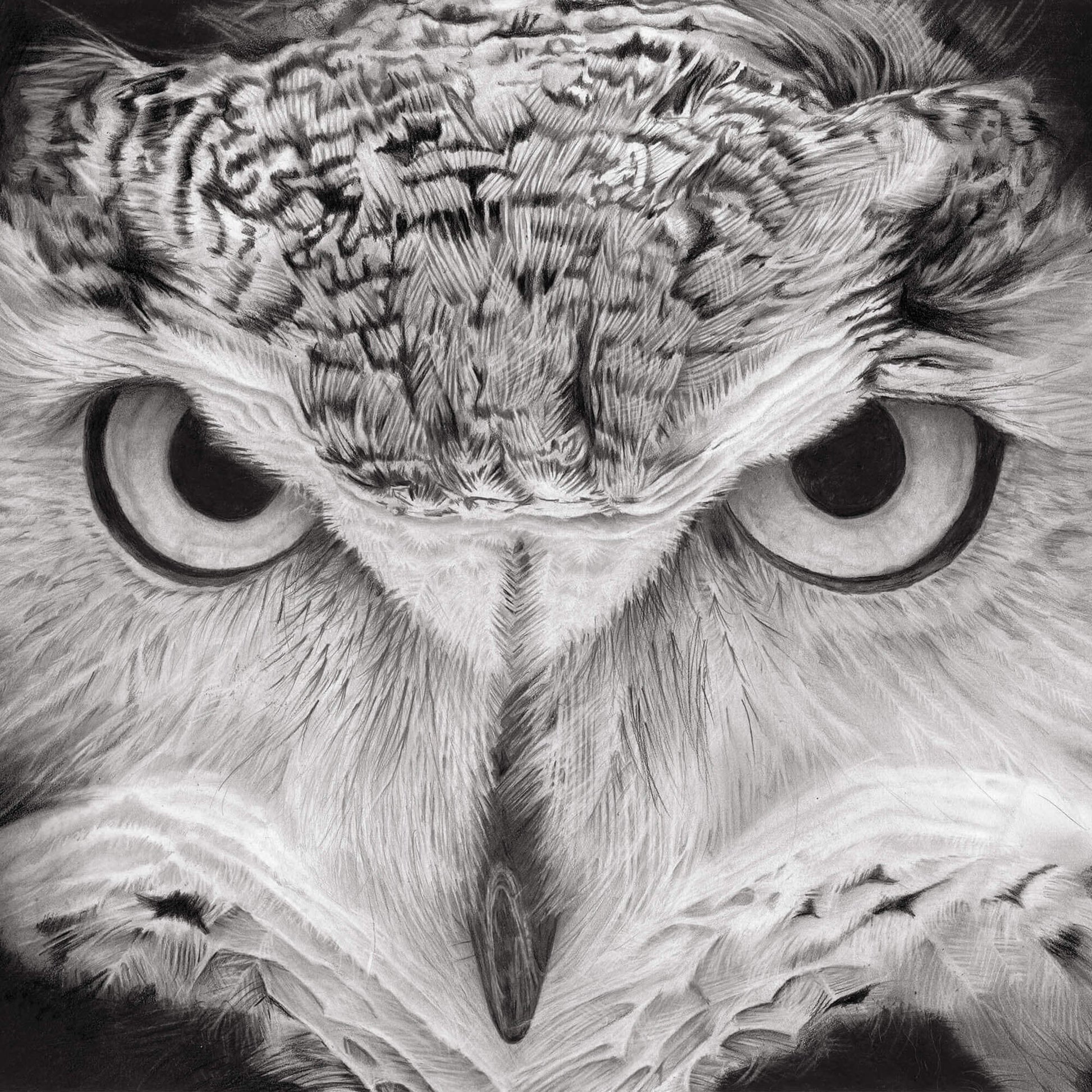 long eared owl drawing