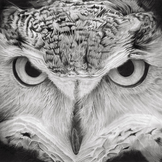 Long Eared Owl open edition print