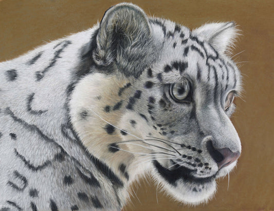 Pastel drawing by Simon Knight, Close-up of a snow leopard's face on a brown background